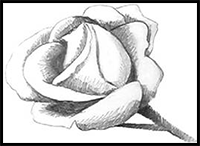 Drawing Roses that Look as Sweet as they Smell
