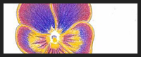 How to Draw a Pansy in Colored Pencils