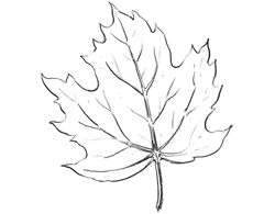How to Dsraw Maple Leaves