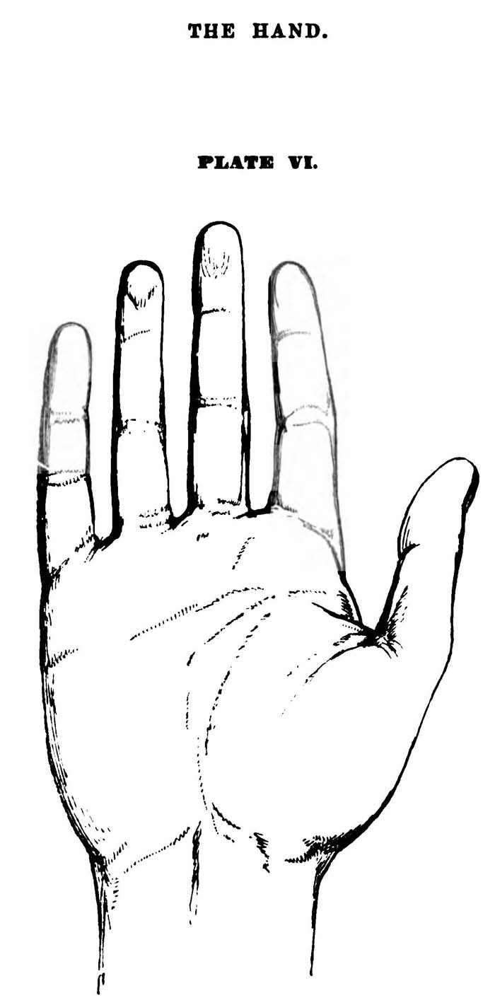 Drawing the Hand