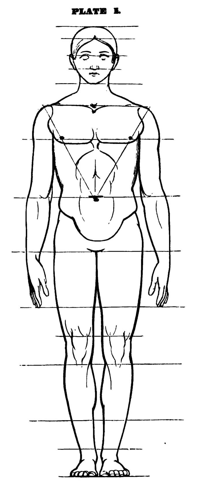 Drawing the Human Head , Face, and Body in the Correct Proportions