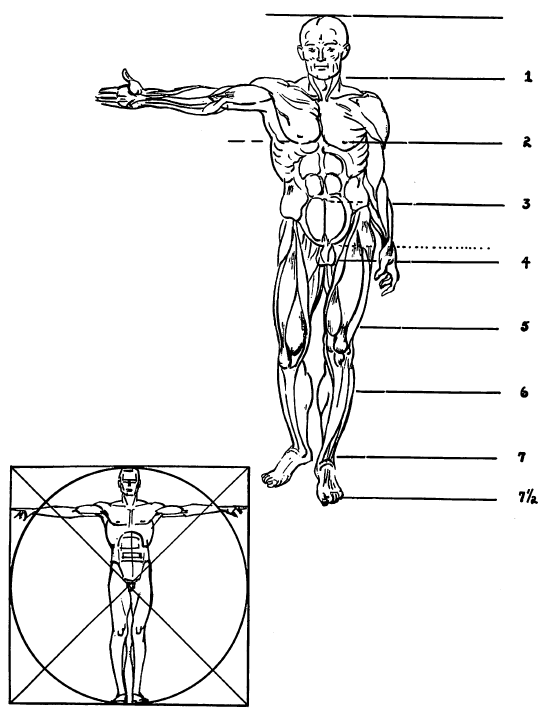 Proportions and Measurements of Humans Body