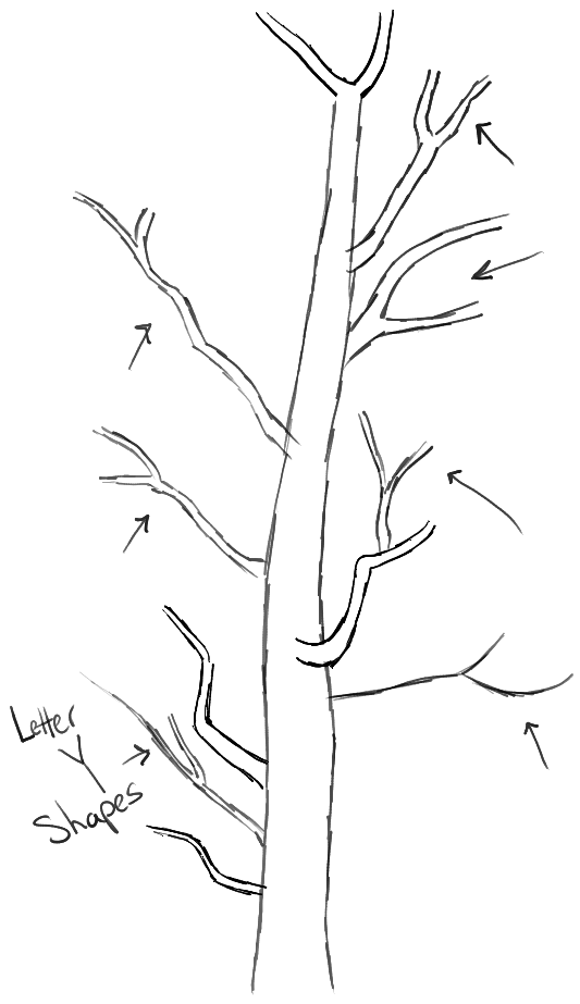 Animal Easy Simple Sketch Step Tree Drawing for Adult