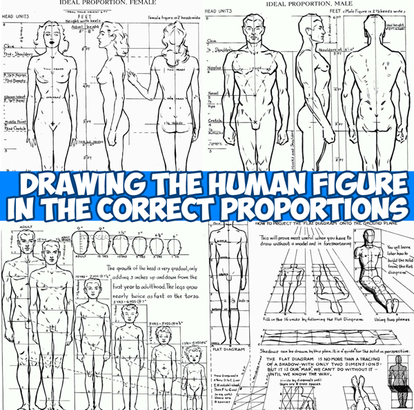 Proportions Of The Human Figure How To Draw The Human Figure In The