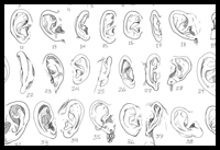 Take a look at this reference image of 50 different human ears.