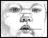 Proportions of a Baby's Head in Diagrams