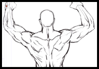 Drawing Anatomy : Study of the Human Back Muscles [Video]