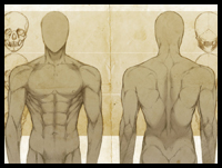 Male Anatomy : Front & Back Study