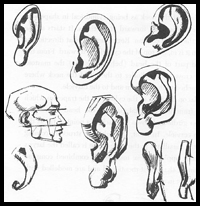 How to Draw Ears and the Human Face: Drawing Tutorials & Drawing & How