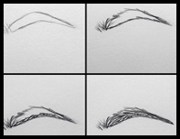 Step by Step, How to Draw Eye Brows