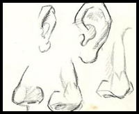 Drawing the Nose and Human Form