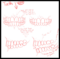 Upper and Lower Teeth Visual Reference