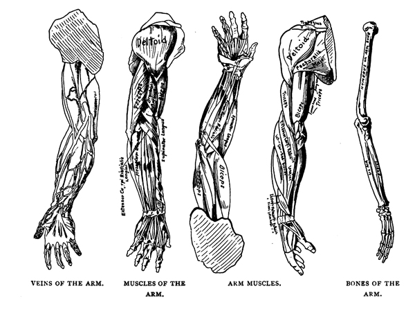 Human Anatomy and Figure Drawing for Artists Drawing Comics, Cartoons