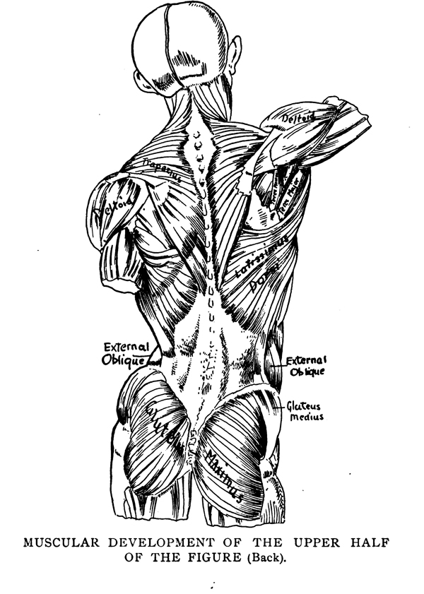 Human Anatomy and Skeletons for Artists