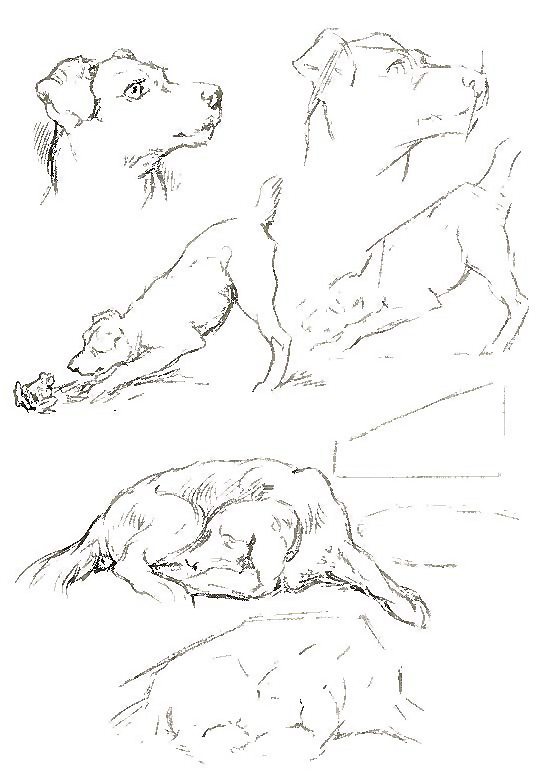 How to Draw Animals