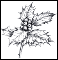 How to Paint and Draw Holly for Christmas Cards with Judith Milne