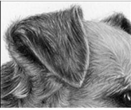 How to Draw Fur : Drawing Tutorials & How to Draw Animals' Fur Lessons