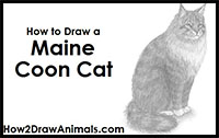 how to draw a maine coon cat