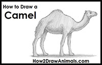 how to draw a camel