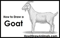 how to draw a goat