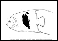 How to Draw an Angelfish