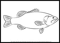 How to Draw a Largemouth Bass