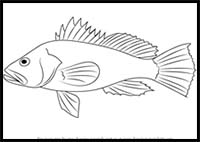 How to Draw a Black Sea Bass
