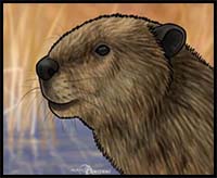 How to Draw Beavers