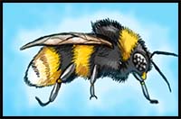 How to Draw a Bumble Bee