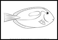 How to Draw a Blue Tang