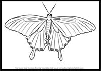 How to Draw a Decorative Butterfly