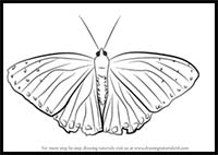 How to Draw a Beautiful Butterfly