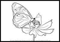 How to Draw a Butterfly on Flower