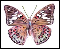 How to Draw a Butterfly with Color Pencils