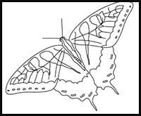 How to Draw an Eastern Tiger Swallowtail