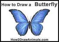 How to Draw a Butterfly (Blue Morpho)