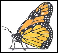 How to Draw a Butterfly (Monarch)