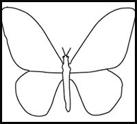 How to Draw Cartoon Butterflies & Realistic Butterflies : Drawing Tutorials  & Drawing & How to Draw Butterflies Drawing Lessons Step by Step Techniques  for Cartoons & Illustrations