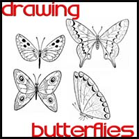 Butterfly Drawing Easy Methods : How to Draw Butterflies Step by Step