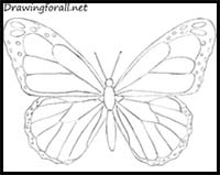 How to Draw a Butterfly for Beginners