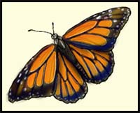 How to Draw a Butterfly Design