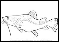 How to Draw a Giant Catfish