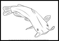 How to Draw a Catfish