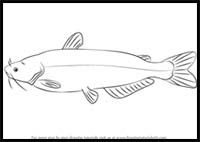 How to Draw a Blue Catfish