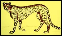 How to Draw a Cheetah Step by Step