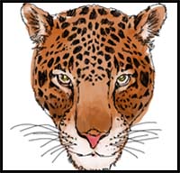 How to Draw a Cheetah Face