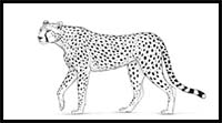 How to Draw a Cheetah