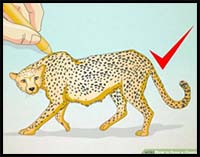 How to Draw a Cheetah