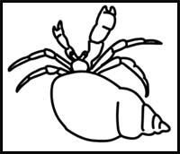 How to Draw a Hermit Crab