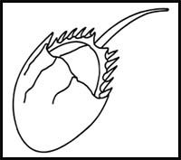 How to Draw a Horseshoe Crab